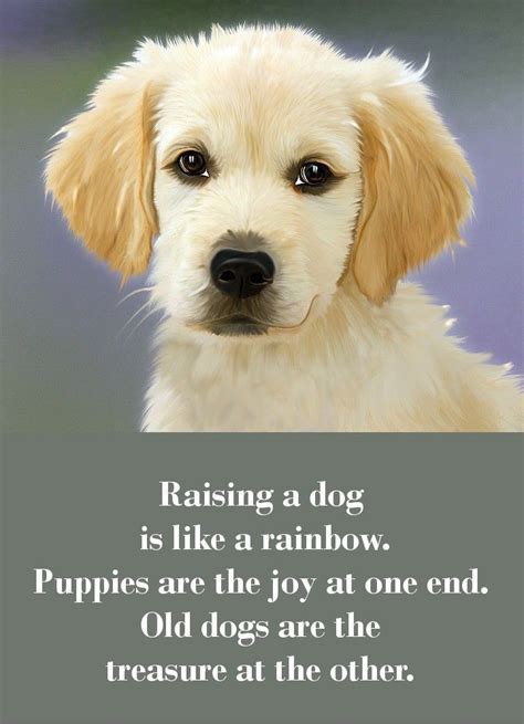 42 Dog Sayings Which Will Touch Your Heart Dog Quotes Dogs Old Dogs
