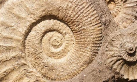 Research Offers Insight Into How Oldest Fossils Formed