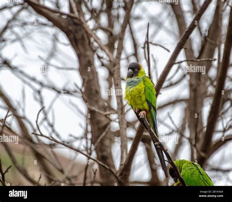 Black Hooded Parakeet Aratinga Nenday Perches On A Tree Branch In