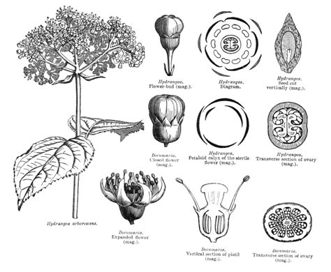 Hydrangea Botany Diagram Hydrangea Seeds Hydrangea Seed Capsule