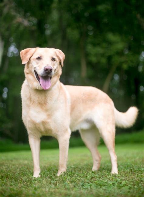 A Yellow Labrador Retriever Mixed Breed Dog With A Happy Expression