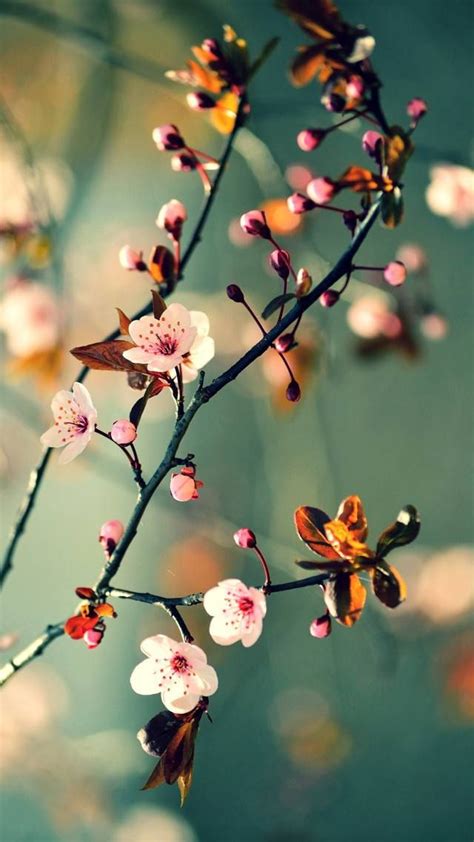 Check spelling or type a new query. Zedge | Free downloads for your cell phone - Free your phone! | Beautiful flowers wallpapers ...