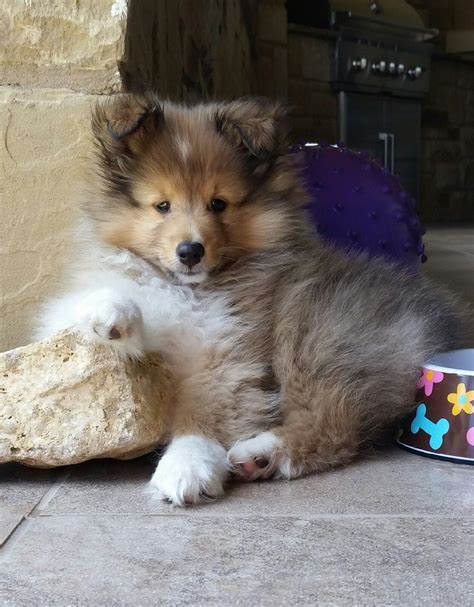 Shetland Sheepdog Energetic And Playful Sheltie Lachende Honden Puppy