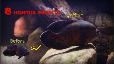 Watch My Oscar Cichlid Grow From 3 To 10 Inches Youtube