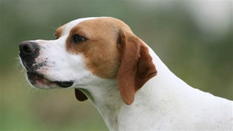 Ariege Pointer Breed Guide Learn About The Ariege Pointer