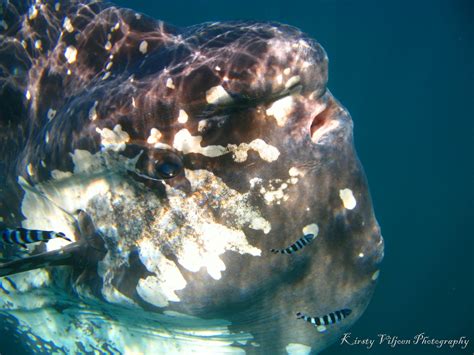 Mola Mola Sun Fish Aliwal Shoal South Africa Sea Creatures Fish Pet Pets