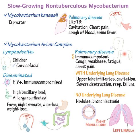 Immunologymicrobiology Glossary Nontuberculosis Mycobacterium Draw