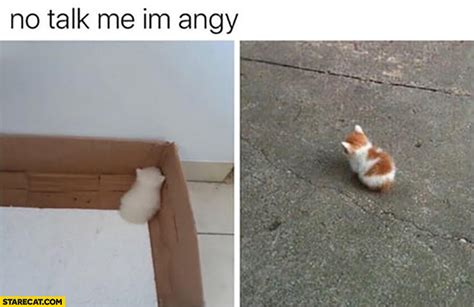 Angry Cat Meme No Talk Me Im Angy Gotasdelorenzo