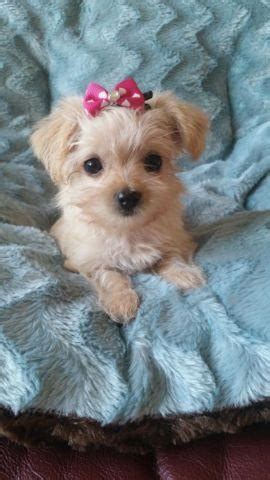 View available dogs, cats, rabbits, horses and more. Very Adorable Maltese/Yorkie Mix Female Puppies for Sale ...