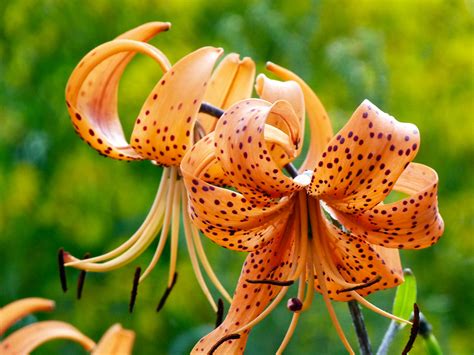 My Nature Photography Orange Tiger Lily