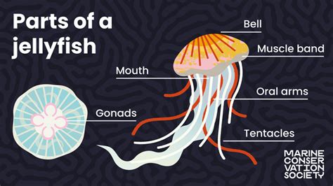 Identifying Jellyfish Wildlife Sightings Marine Conservation