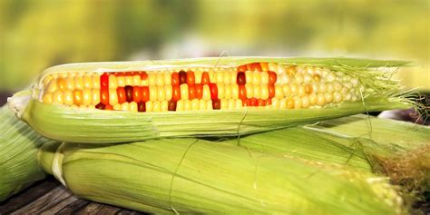 Is Gmo Corn Safe To Eat Ecowatch