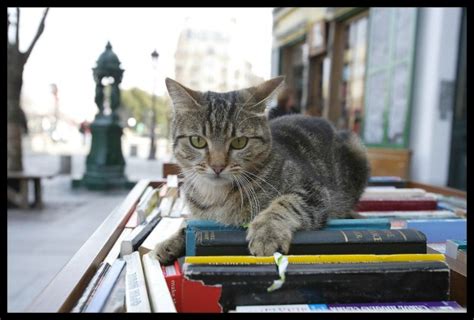 Cat From Paris France Traveling Cats Bloglovin