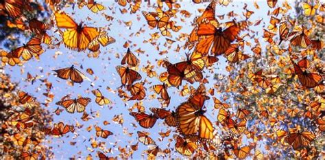 Monarch Butterflies Migration From America Virily