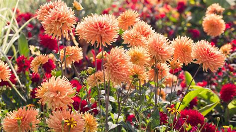 What To Plant In August 14 Flowers To Sow Or Grow This Month Trendradars