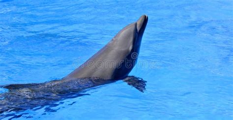 Dolphins Are A Widely Distributed And Diverse Group Of Aquatic Mammals