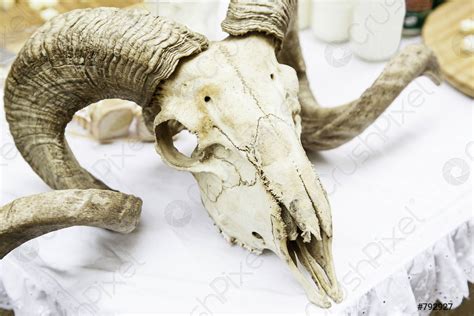Goat Skull With Horns Stock Photo 792927 Crushpixel