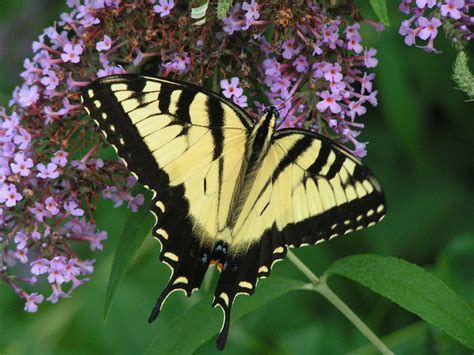 Swallowtail Butterfly On Flower Of The Fragrant Butterfly Bush Butterfly Bush Butterfly On