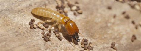 Wood may appear crushed at structural bearing points. Termite Treatment | Rentokil Pest Control