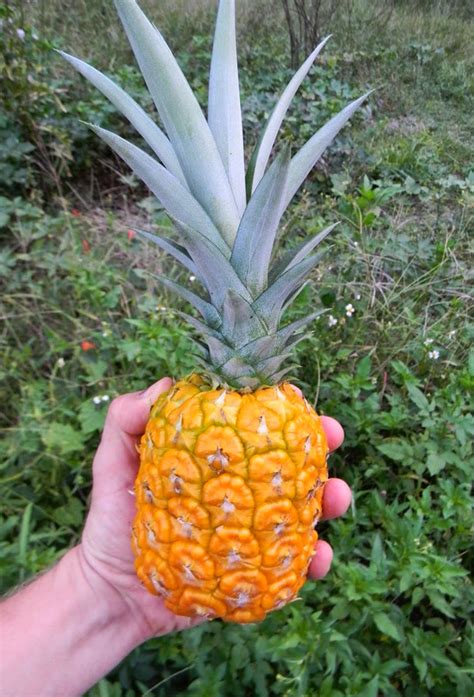 Homegrown Pineapple You Cant Buy Fruit This Bright The Survival