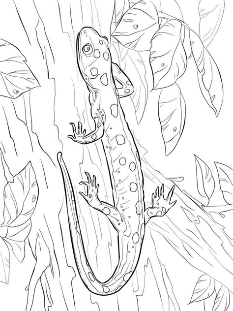 Yellow Spotted Salamander Coloring Page