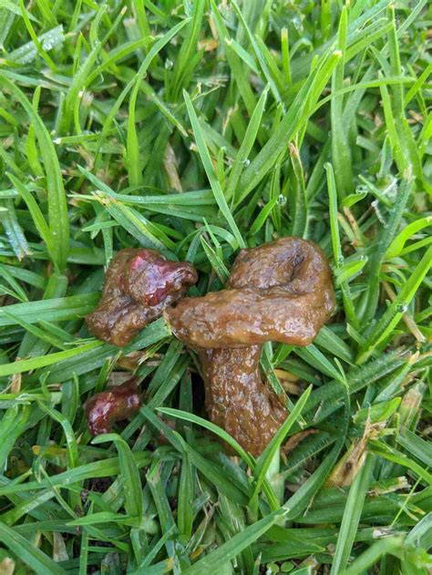 When A Dog Poops Blood It Is A Sign Of A Serious Health Problem Babelbark