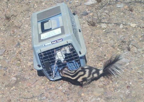 Skunk Removal In Tucson Wildlife Animal Control Animal Experts