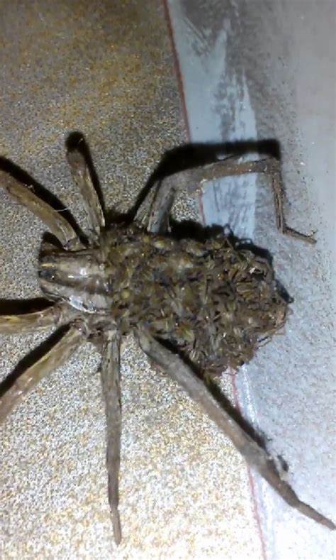 Wolf Spiders With Babies Vlrengbr