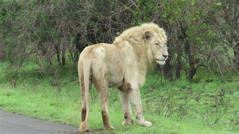 Rare White Lion In Kruger Casper Youtube