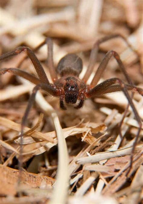 Brown Recluse Vs Wolf Spider 12 Key Differences Compared 🪰 The Buginator