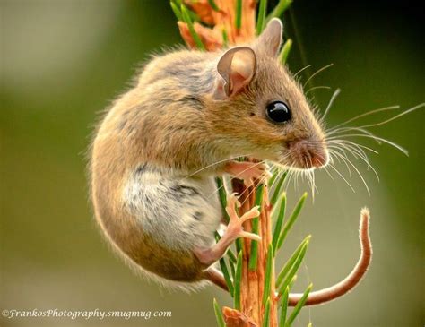 Photo By Frankosphotography Pet Mice Animals Animals Wild