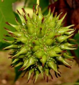 You?d be surprised at the many ways to maximize fruits on a small growing space! Sweet Gum Tree - Eat The Weeds and other things, too