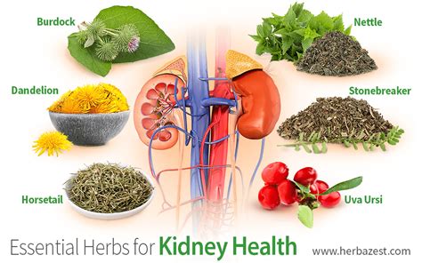 Essential Herbs For Kidney Health Herbazest