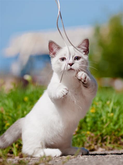 munchkin cat  candid breed review   happy cat site