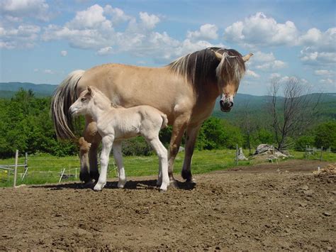 Norwegian fjords, first domesticated and used by the vikings, are a small, but athletic breed, with outstanding temperament and versatility, capable of being used for tasks as varied as land plowing, competitive carriage driving, jumping and dressage. Pretty Norwegian Fjord Mare and Her Brand New Adorable ...