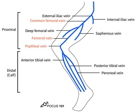 Pocus 101 On Twitter 3 These Are The Most Important Deep Veins To