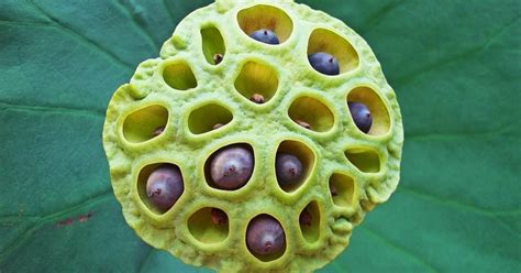 Trypophobia Fear Of Holes Causes Symptoms And Treatment