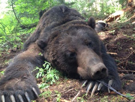Grizzly Bear Range Expansion Debated In Idaho The