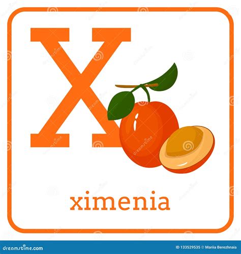 An Alphabet With Cute Fruits Letter X Ximenia Stock Vector