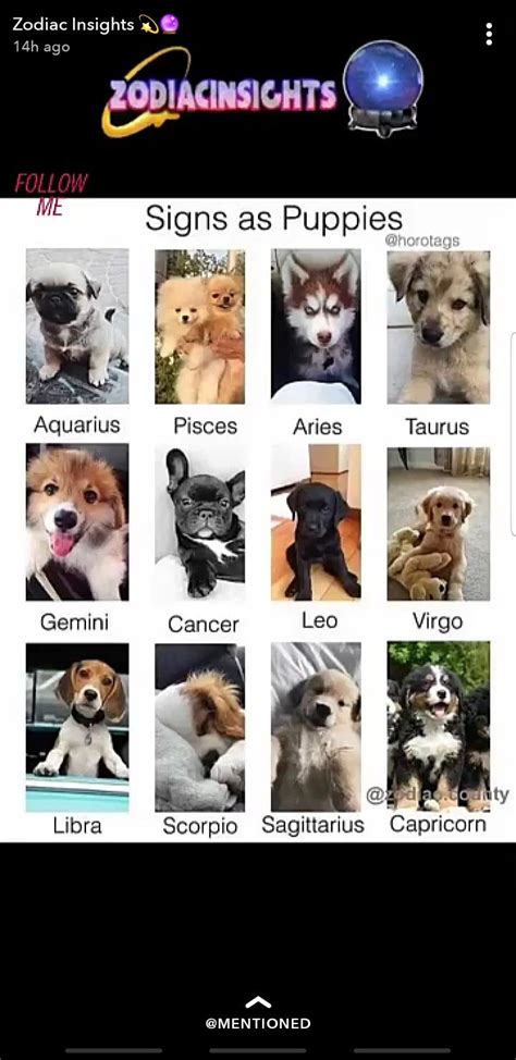 Pin by ashton🫀 on zodiac | Animals, Zodiac, Dogs