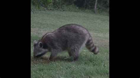 Backyard Raccoon Digging For Grubs Youtube