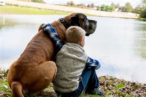 15 Things Only English Mastiff Owners Will Understand Pettime