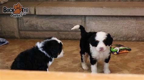 Welcome to michiana kennels bernedoodles site. Mini Bernedoodle Puppies - YouTube