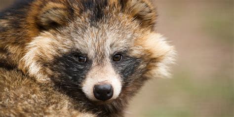 The Adorable Tanuki Raccoon Dogs The Internet Worships Have A Horrible