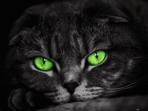 Green Eyed Cat 4k Wallpaper Download
