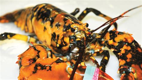 Fisherman Finds 1 In 30 Million Calico Lobster Donates It To New
