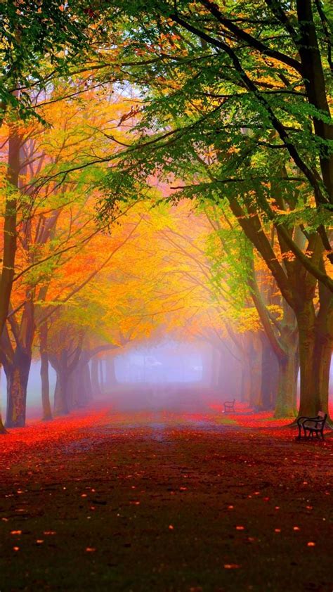 Download Wallpaper Park 5k 4k 8k Autumn Beautiful Leaves By