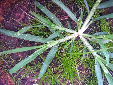 How To Manage Goosegrass The Annual Grassy Weed Lebanonturf