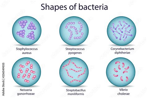 Shapes Of Bacterial Microorganism In Petri Dish Gram Positive And Gram