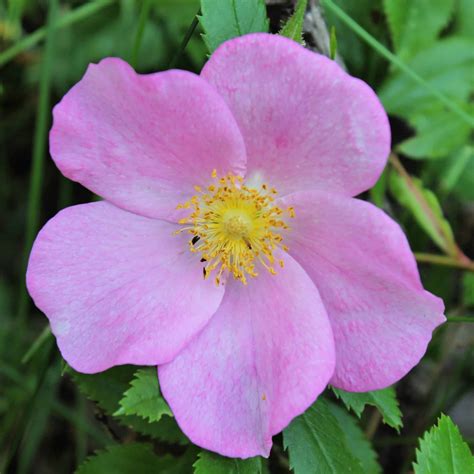 20 Kinds Of Pink Wildflowers In Georgia Wpics Bird Watching Hq